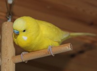 /album/fotogalerij-mijn-grasparkieten/ollie-man-jpg/